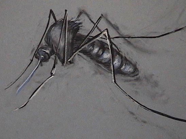 Mosquito
