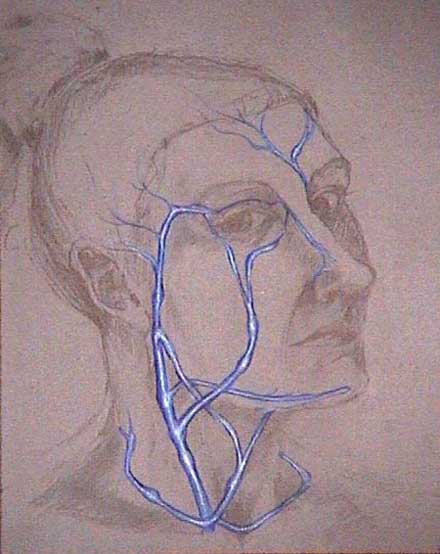 Portrait with Veins