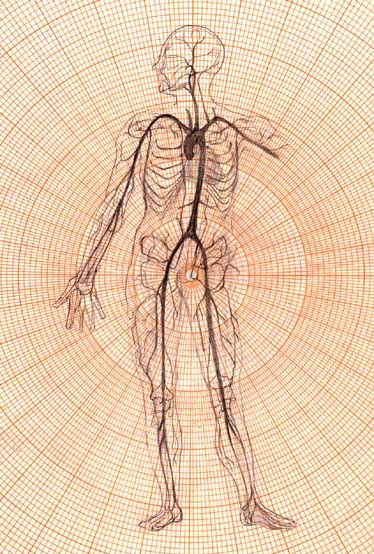 Veins and Arteries (Orange)